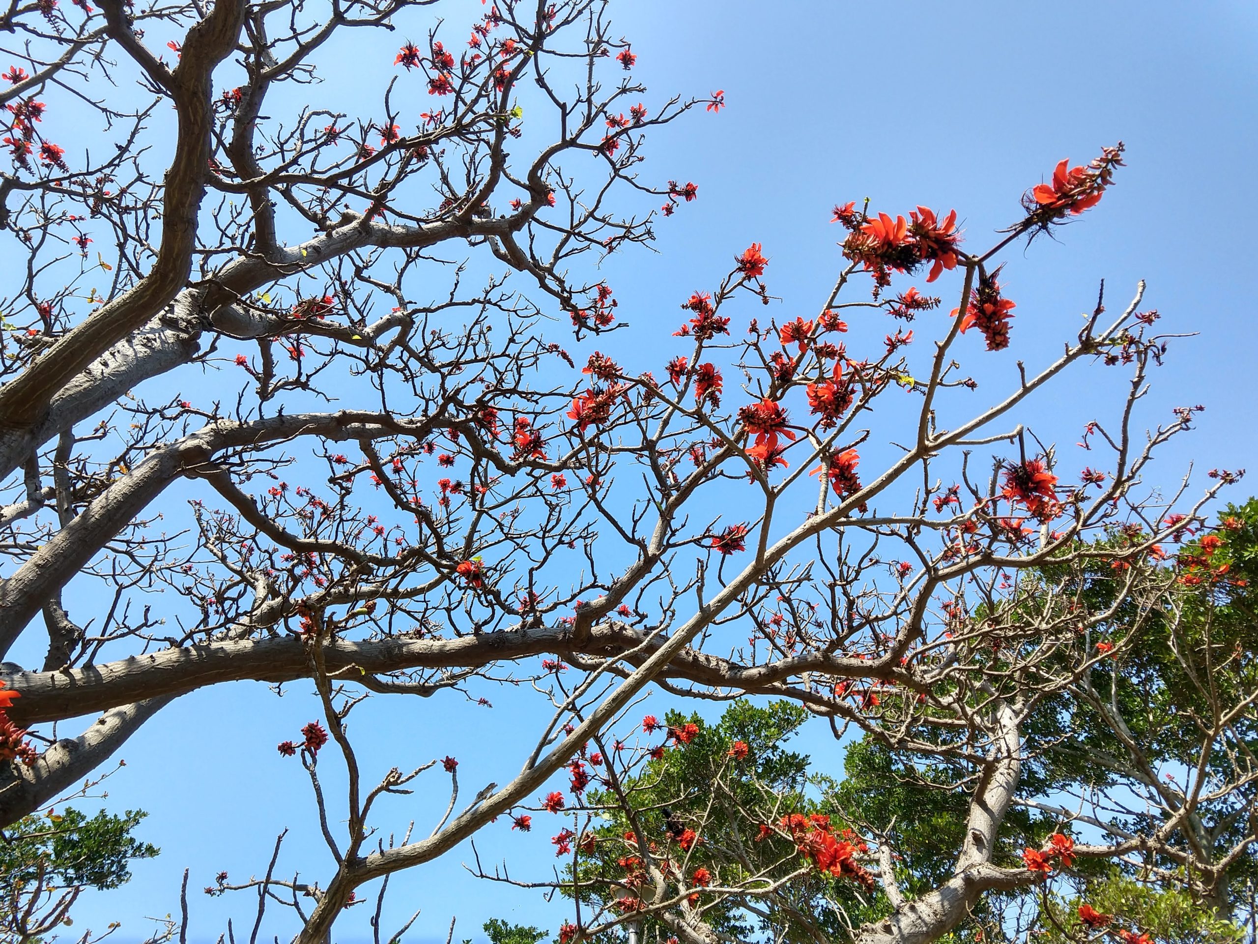 デイゴが咲き乱れ Pumehana Adventures 西表島